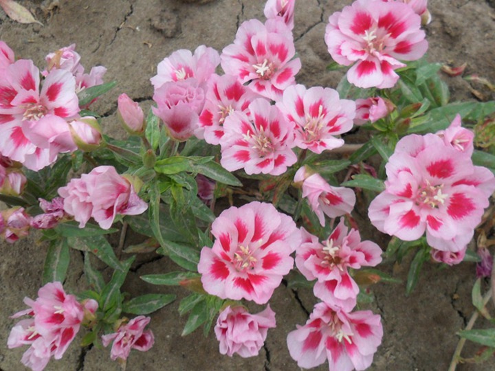 古代稀的花语和寓意 古代稀的花语和象征寓意