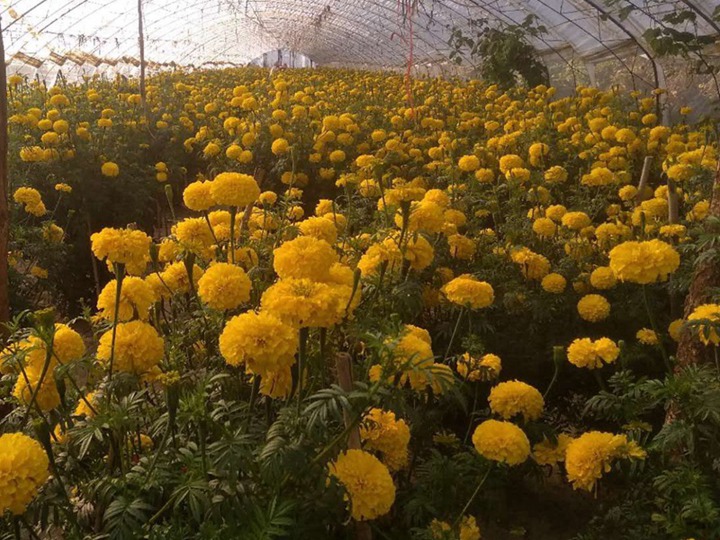 1631602302884136.jpg 万寿菊的花语和象征寓意