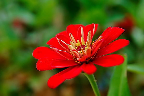 1553608655241085.jpg 百日草的花语及象征意义