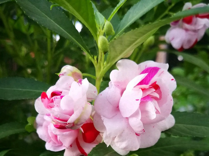 1631601629828988.jpg 中国凤仙的花语和象征寓意
