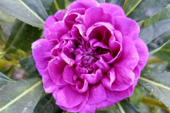 凤仙花靠什么传播种子(是靠太阳吗?) 凤仙花靠什么传播种子