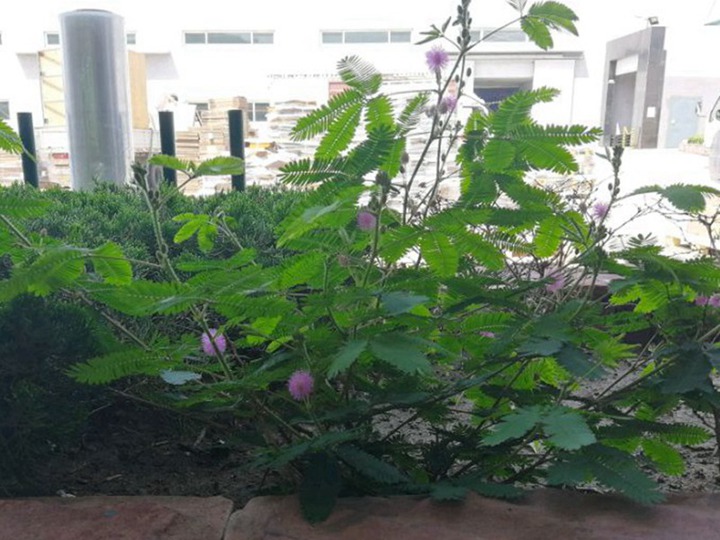 含羞草的花语和寓意 含羞草的花语和象征寓意