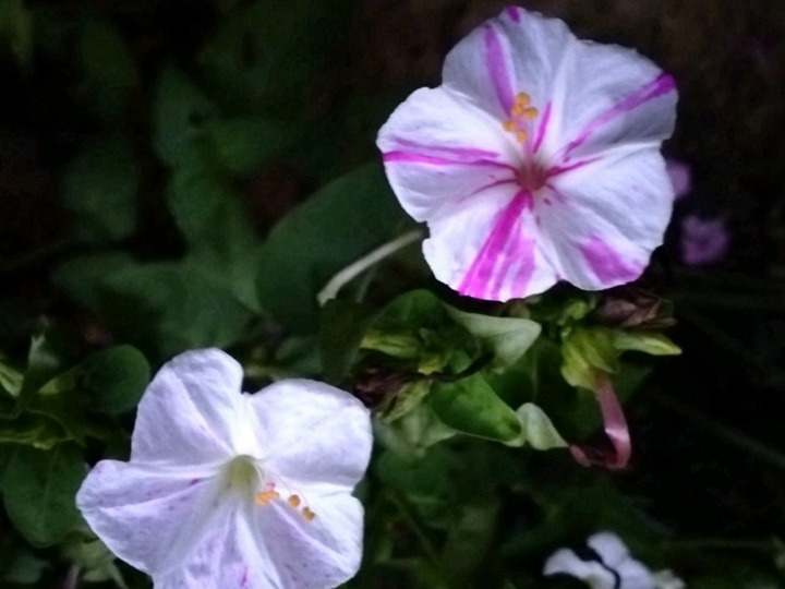 紫茉莉的花语和寓意 紫茉莉的花语和象征寓意