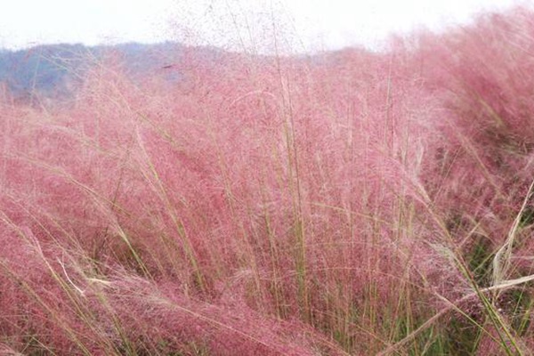 粉黛乱子草花语是什么 粉黛乱子草的花语是什么