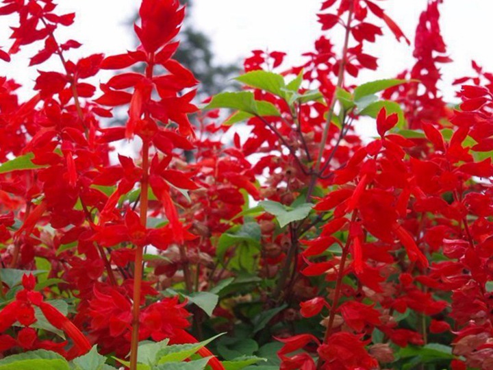 1631611938386301.jpg 一串红什么季节开花(一串红的花期)