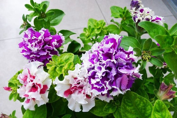 1548131176153809.jpg 牵牛花的常见品种有哪些?