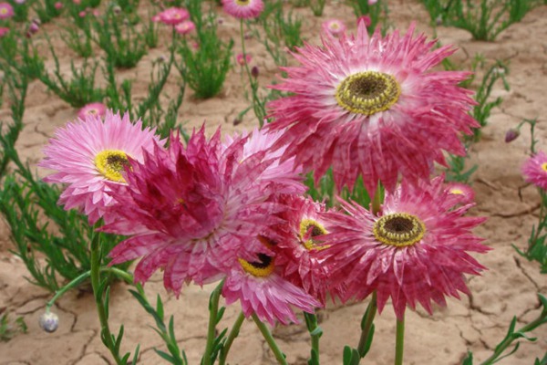1553610306168023.jpg 永生菊的花语是什么