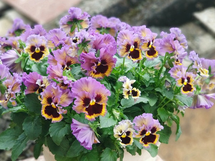 1631609474964191.jpg 不同颜色三色堇的花语和象征寓意