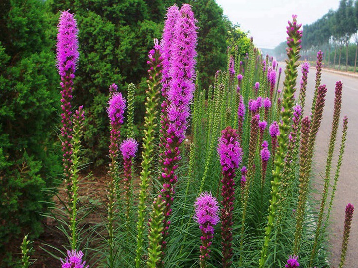 蛇鞭菊花语和寓意 蛇鞭菊花语和寓意