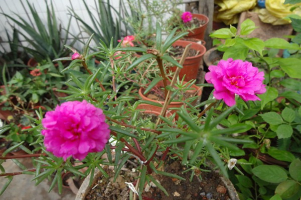 1552831094417641.jpg 非洲菊和太阳花的区别(如何快速分辨)