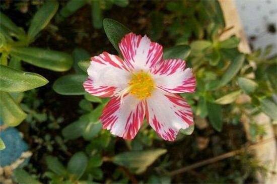 彩漂太阳花 太阳花品种大全及对应图片