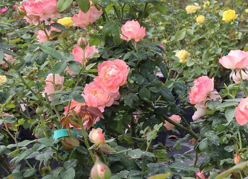 月季属于什么类的植物品种 月季属于什么类的植物品种