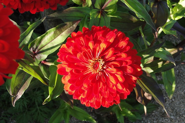 1553608650577795.jpg 百日草的花语及象征意义