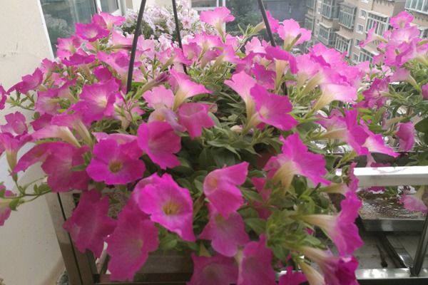 矮牵牛的种植方法及养护技巧 矮牵牛的种植方法及养护技巧