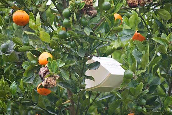 花园里种植水果需要注意些什么? 花园里种植水果需要注意些什么?