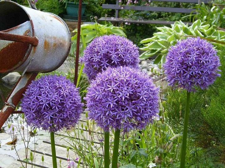花葱的花语和寓意 花葱的花语和象征寓意