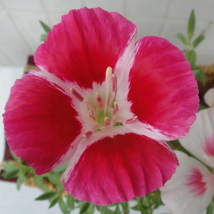 古代稀的花语和寓意 古代稀的花语和象征寓意
