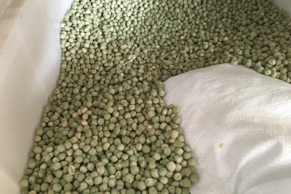 豌豆种子什么时候种最好 豌豆种子什么时候种最好