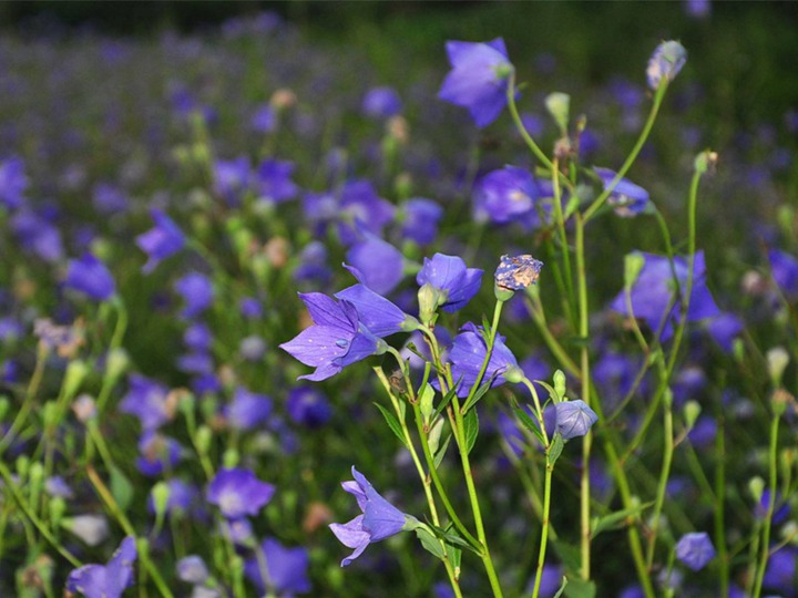 桔梗的花语和寓意 桔梗的花语和寓意