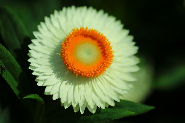 1552996185157665.jpg 麦秆菊怎么种植做鲜切花