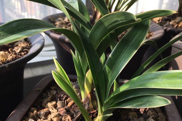 如何在室内种植兰花 如何在室内种植兰花(室内兰花种植技巧)