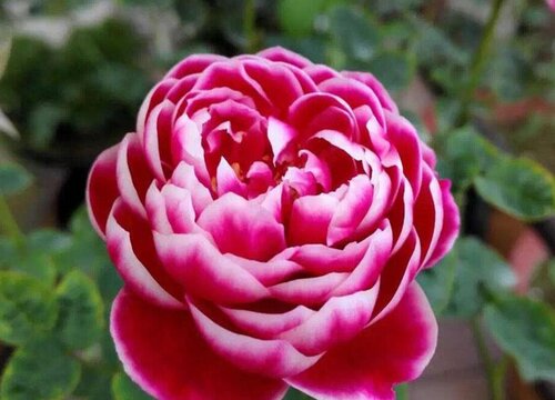 香蕉皮可以用来扦插月季花吗?
