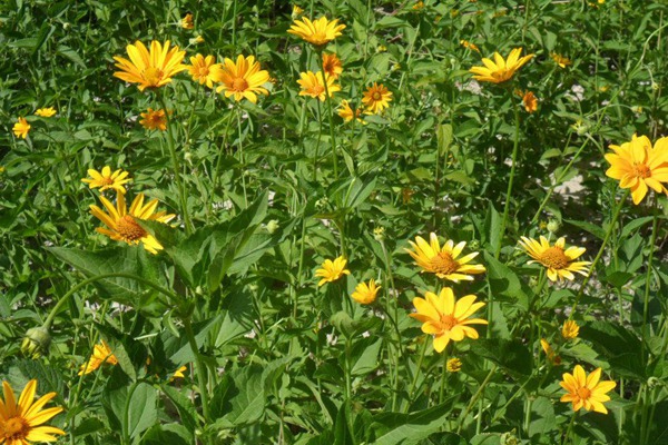 日光菊 日光菊