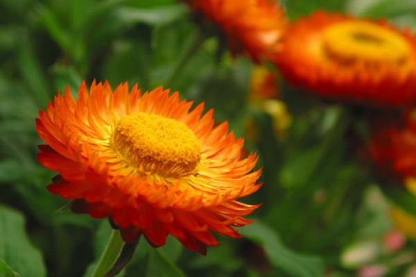 麦秆菊 麦秆菊