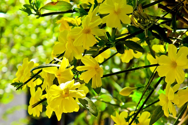 迎春花 迎春花