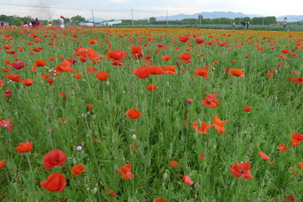 红色虞美人 红色虞美人