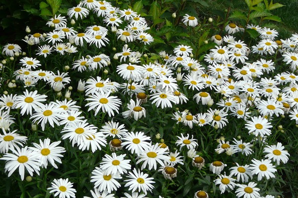 大滨菊 大滨菊