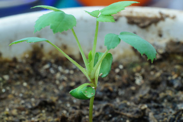 月季苗 月季花种子怎么种?