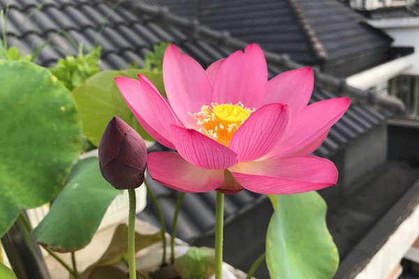 碗莲种子 碗莲种子