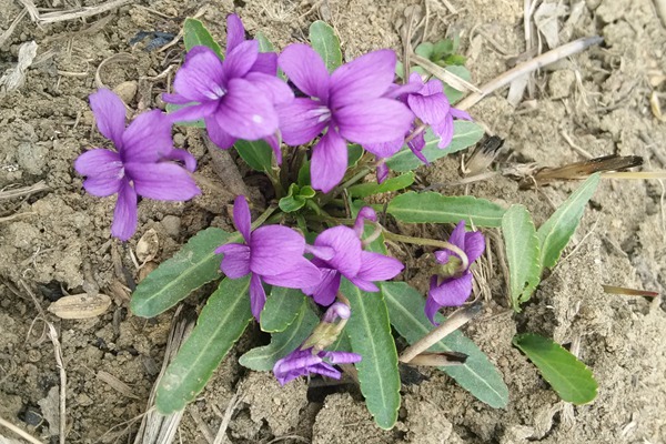 紫花地丁 紫花地丁