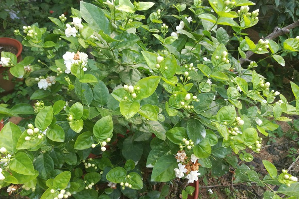 茉莉花的种植步骤详解 茉莉花的种植步骤详解