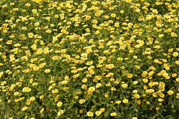 茼蒿菊 茼蒿菊
