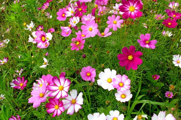 格桑花种子怎么种,需要泡吗? 格桑花种子怎么种,需要泡水催芽吗?