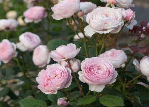 月季先长花苞后长芽是什么原因