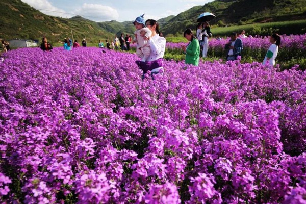 蓝香芥 蓝香芥