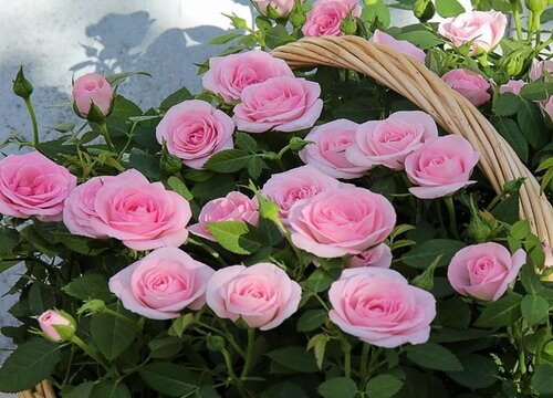 月季先长花苞后长芽是什么原因