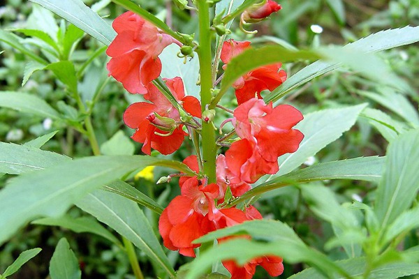 凤仙花 凤仙花