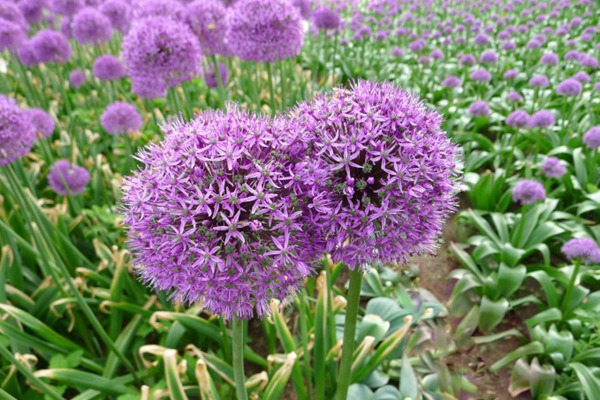 花葱 花葱