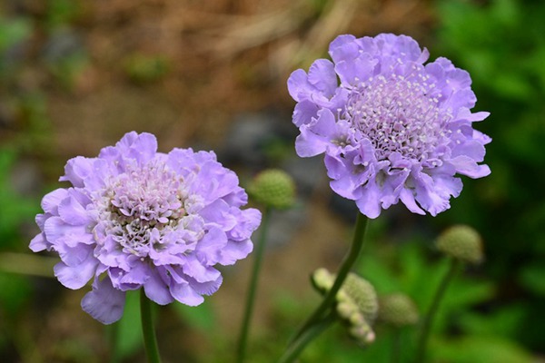 轮峰菊 轮峰菊