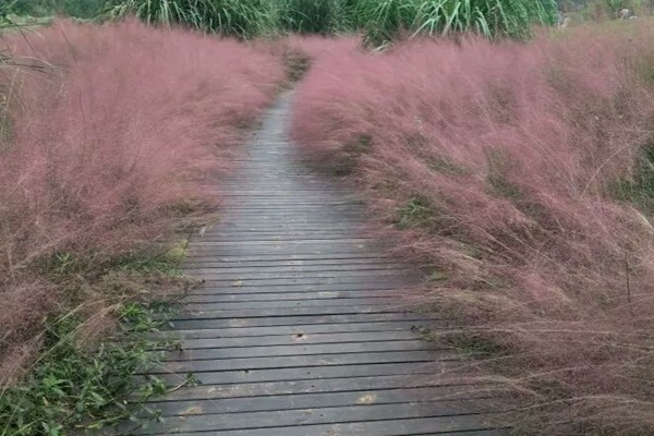 粉黛乱子草北方可以种吗? 粉黛乱子草北方可以种吗?