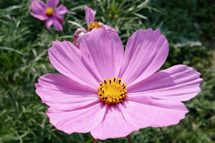 格桑花种子什么时候播种最好 格桑花种子什么时候播种最好