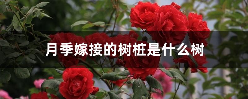 月季嫁接的树桩是什么树 嫁接月季用什么树桩最好