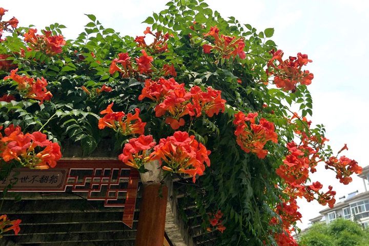 凌霄花 凌霄花