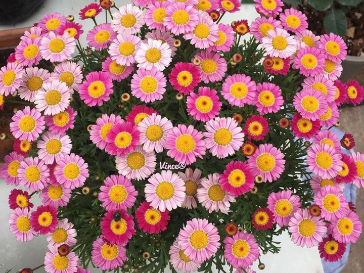 1667803720376875.jpeg 糖果菊什么时候播种最好