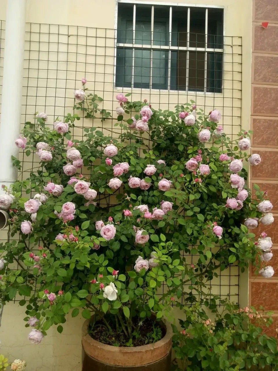 1667805433775601.jpg 冬季藤本月季这样拉枝造型,春季轻松爆花