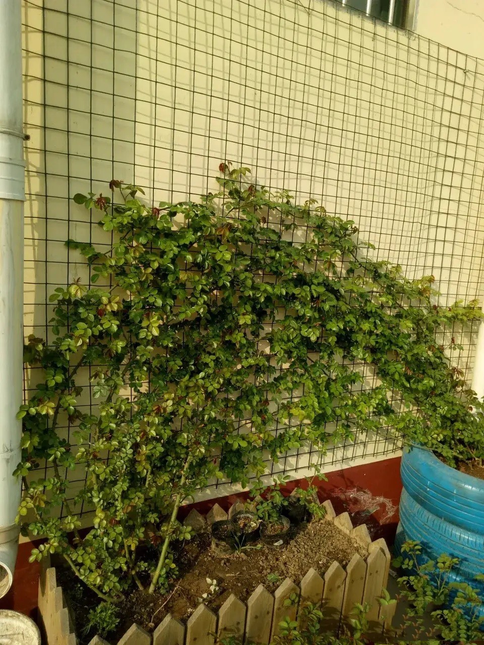 1667805531222866.jpg 冬季藤本月季这样拉枝造型,春季轻松爆花